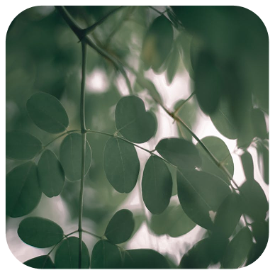 Moringa Care – Membantu Menurunkan Kortisol Secara Alami Untuk Mengembalikan Keseimbangan Luar dan Dalam